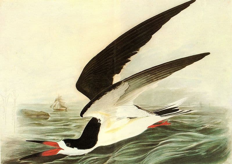 Audubon, John James: Black Skimmer. Ornithology/Bird Fine Art Print.  (001012)