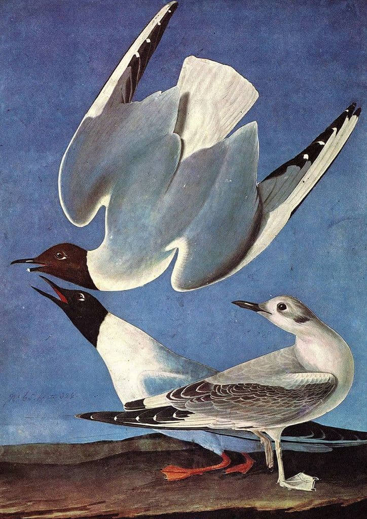 Audubon, John James: Bonaparte's Gull. Ornithology Fine Art Print.  (001014)