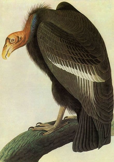 Audubon, John James: California Condor. Ornithology Fine Art Print.  (001113)