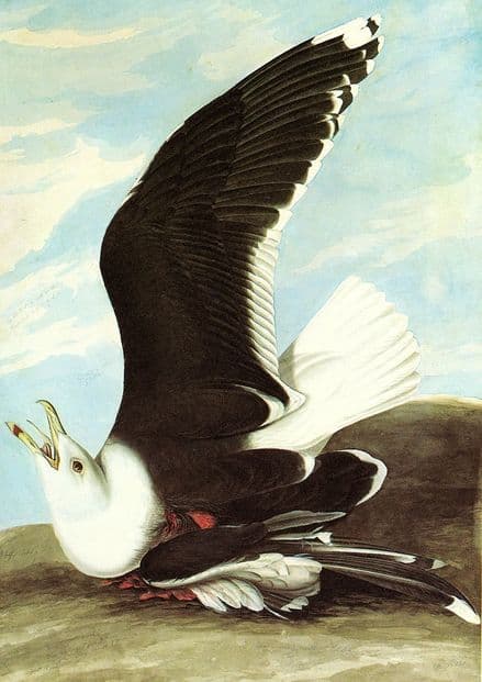 Audubon, John James: Great Black Backed Gull. Ornithology Fine Art Print.  (001116)