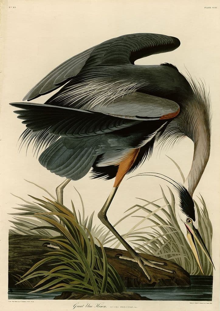 Audubon, John James: Great Blue Heron. Birds of America.  Fine Art Print.  (0065)