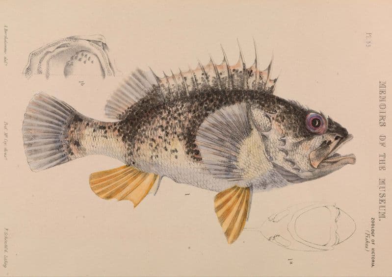 Bartholomew, Arthur: Ocean Perch, Helicolenus Percoides. Fine Art Print.  (004055)