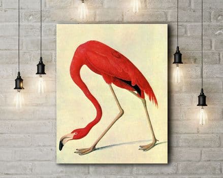 Audubon, John James: American Flamingo. (Ornothology/Bird) Fine Art Canvas.