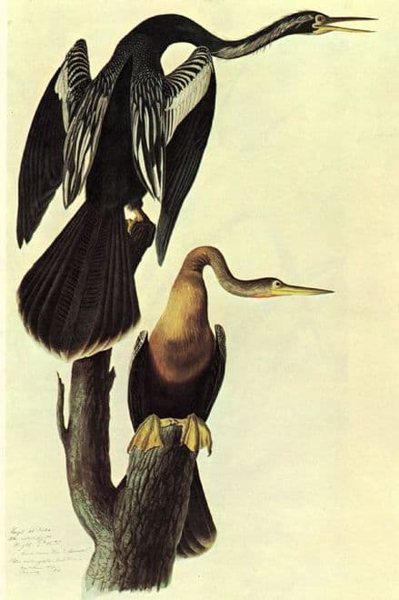 Audubon, John James: Anhinga. Ornithology Fine Art Print/Poster. Sizes: A4/A3/A2/A1 (00661)