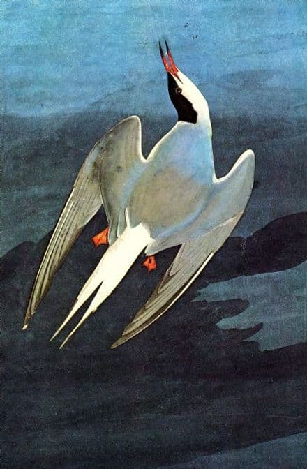 Audubon, John James: Arctic Tern. Ornithology Fine Art Print/Poster. Sizes: A4/A3/A2/A1 (00662)