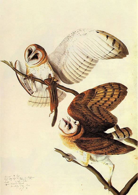 Audubon, John James: Barn Owls. Ornithology Fine Art Print/Poster. Sizes: A4/A3/A2/A1 (001008)
