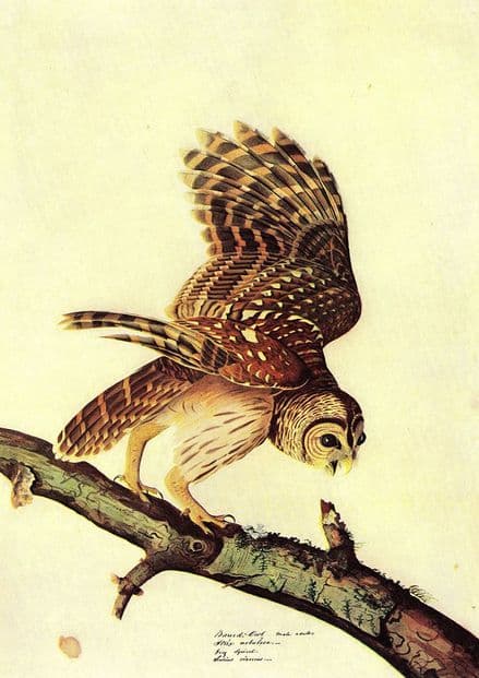 Audubon, John James: Barred Owl. Ornithology Fine Art Print/Poster. Sizes: A4/A3/A2/A1 (001009)