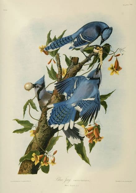 Audubon, John James: Blue Jay. Ornithology/Bird Fine Art Print/Poster. Sizes: A4/A3/A2/A1 (001013)