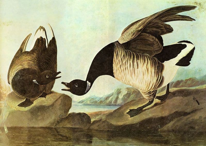 Audubon, John James: Brant. Ornithology Fine Art Print/Poster. Sizes: A4/A3/A2/A1 (001015)