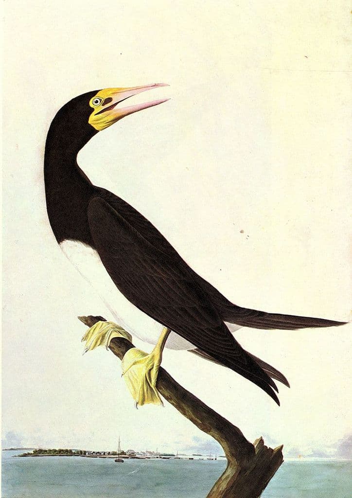 Audubon, John James: Brown Booby. Ornithology Fine Art Print/Poster. Sizes: A4/A3/A2/A1 (001016)