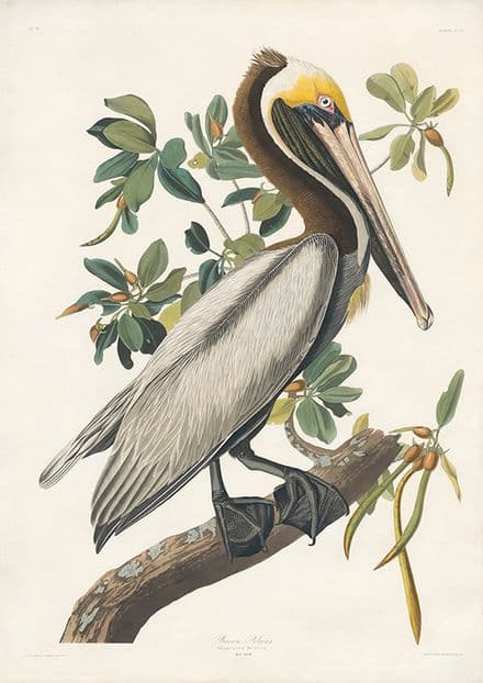 Audubon, John James: Brown Pelican. Ornithology Fine Art Print/Poster. Sizes: A4/A3/A2/A1 (001017)