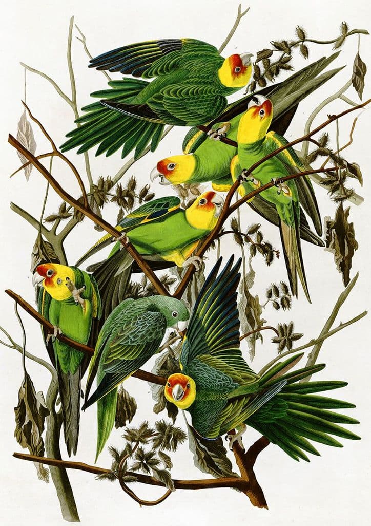 Audubon, John James: Carolina Parakeets. Fine Art Print/Poster (5433)