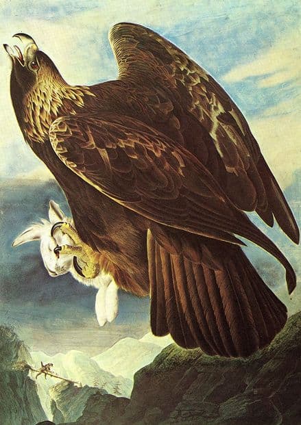 Audubon, John James: Golden Eagle. Ornithology Fine Art Print/Poster. Sizes: A4/A3/A2/A1 (001115)