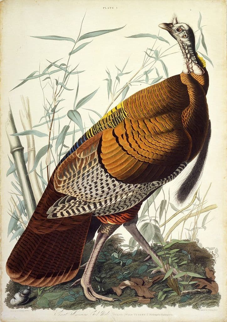Audubon, John James: Great American Cock (Wild Turkey). Ornithology Fine Art Print/Poster (4921)