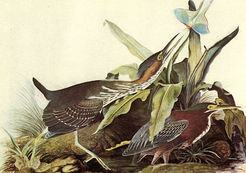 Audubon, John James: Green Heron. Ornithology Fine Art Print/Poster. Sizes: A4/A3/A2/A1 (001119)