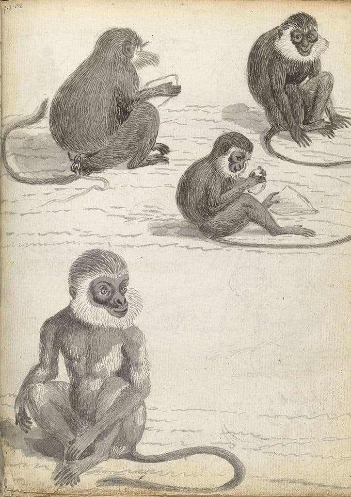 Brandes, Jan: Roloway Monkey. Fine Art Print/Poster (4895)