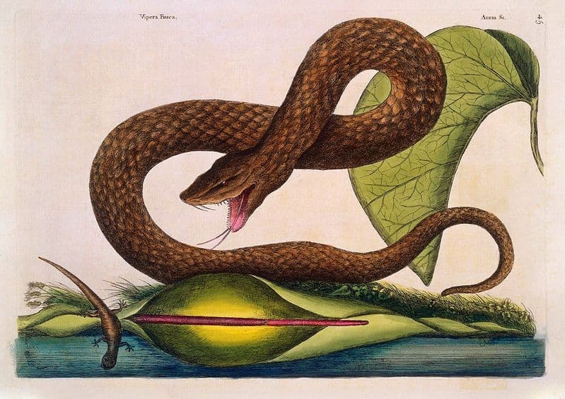 Catesby, Mark: Brown Viper with Arum Lily. Fine Art Print/Poster (4753)