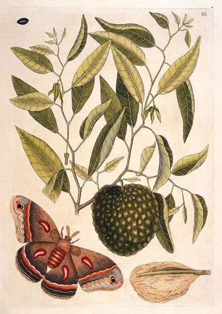Catesby, Mark: Carolina Moth with Fruit Resembling Custard Apple. Fine Art Print/Poster (4750)