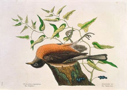 Catesby, Mark: Fieldfare of Carolina with Snake Root. Fine Art Print/Poster (4752)