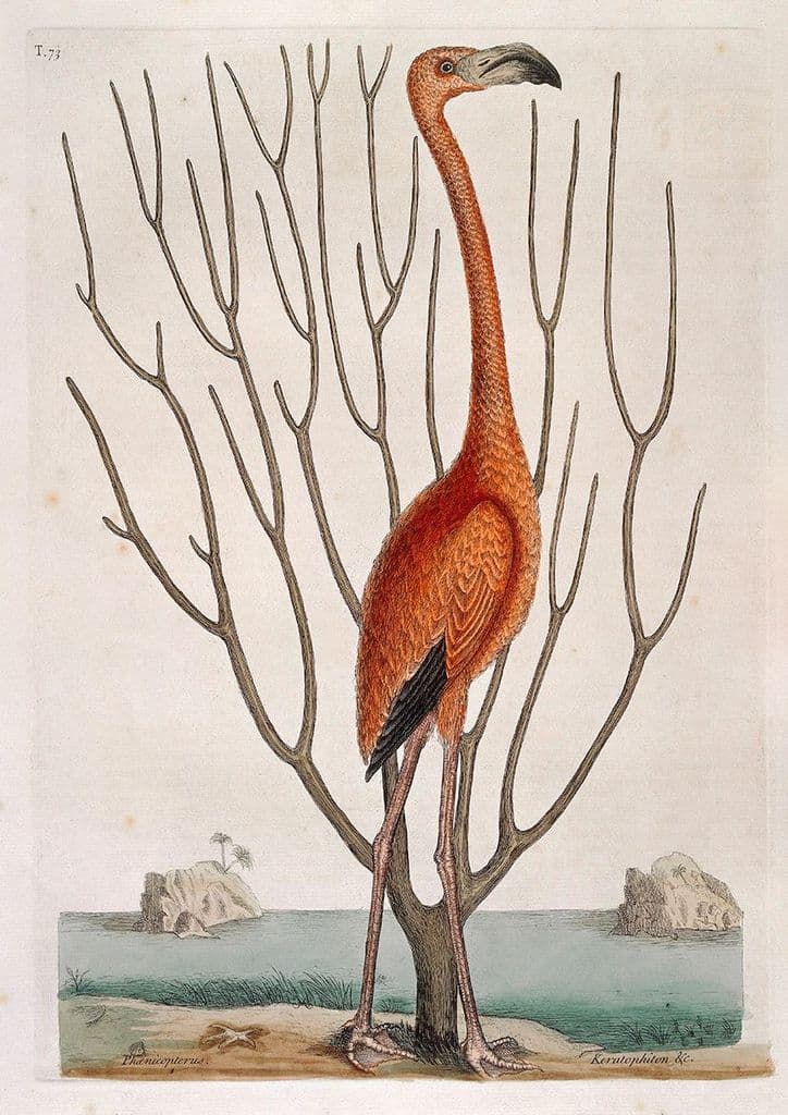 Catesby, Mark: Flamingo with Keratophyton Plant, Bahamas. Fine Art Print/Poster (4740)