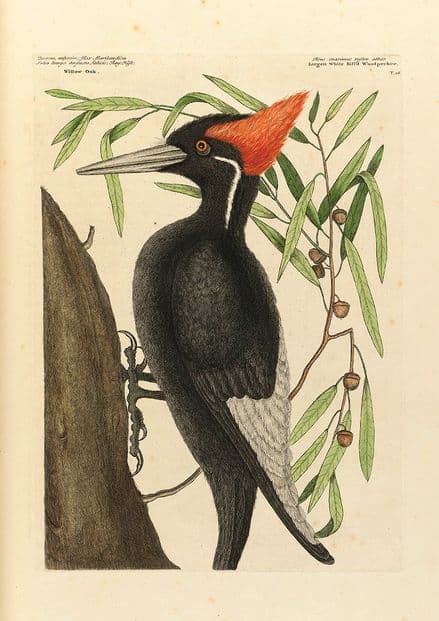 Catesby, Mark: Large White Bill'd Woodpecker. Fine Art Print/Poster (4745)