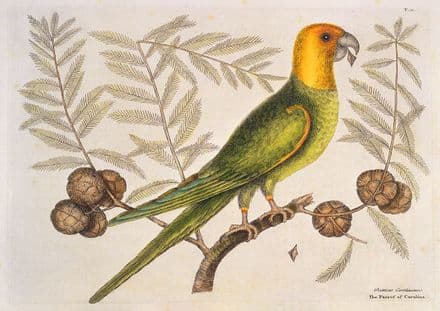 Catesby, Mark: Parrot of Carolina on Cypress Tree. Fine Art Print/Poster (4749)