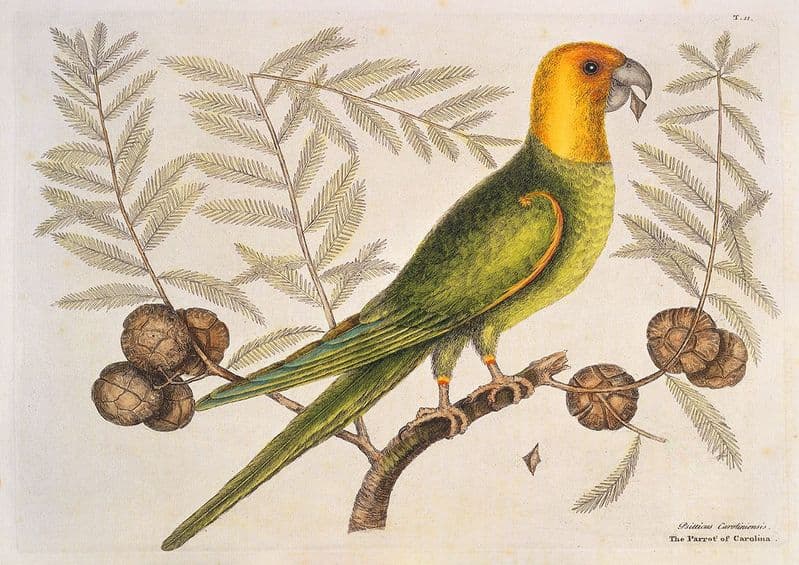 Catesby, Mark: Parrot of Carolina on Cypress Tree. Fine Art Print/Poster (4749)