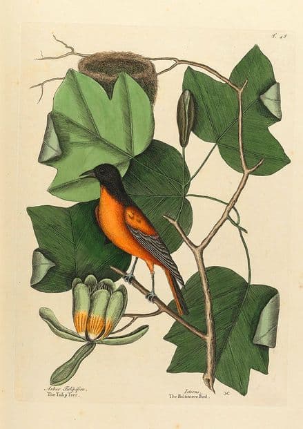 Catesby, Mark: The Baltimore Bird/The Tulip Tree. Fine Art Print/Poster (4744)