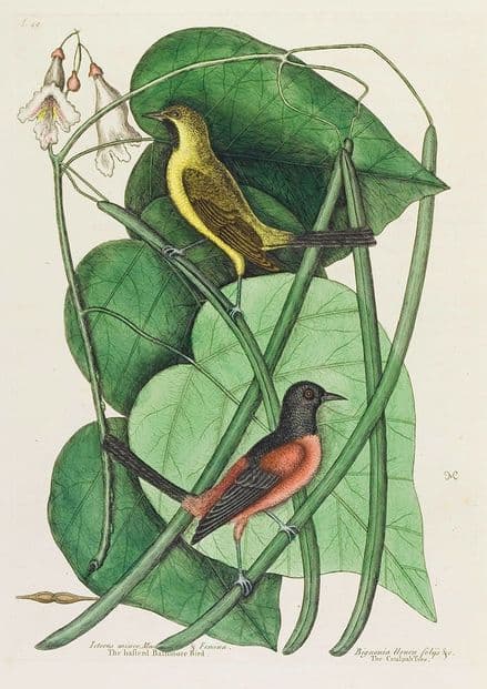 Catesby, Mark: The Basterd Baltimore Bird in the Catalpah Tree. Fine Art Print/Poster (4746)