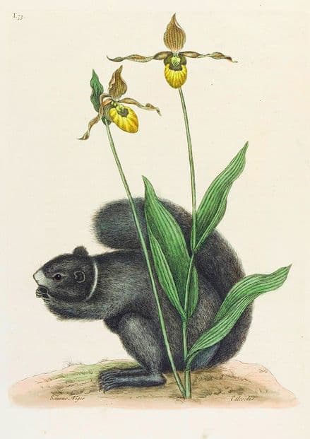 Catesby, Mark: The Lady's Slipper Orchid with a Grey Squirrel. Fine Art Print/Poster (4748)