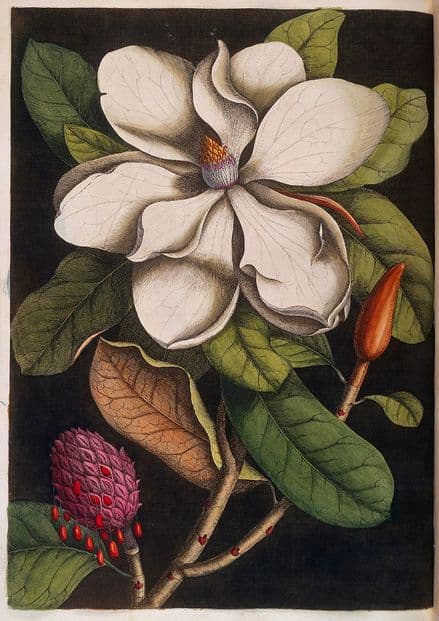 Catesby, Mark: White Magnolia Blossom and its Seed Pod. Fine Art Print/Poster (4751)
