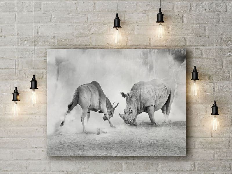Combat by Juan Luis Duran. Dramatic Animal (Rhino) Duel Photographic Art Canvas