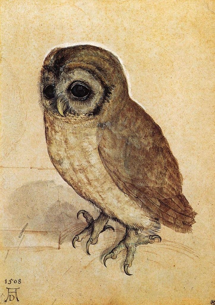 Durer, Albrecht: The Little Owl. Fine Art Print/Poster. Sizes: A4/A3/A2/A1 (00158)