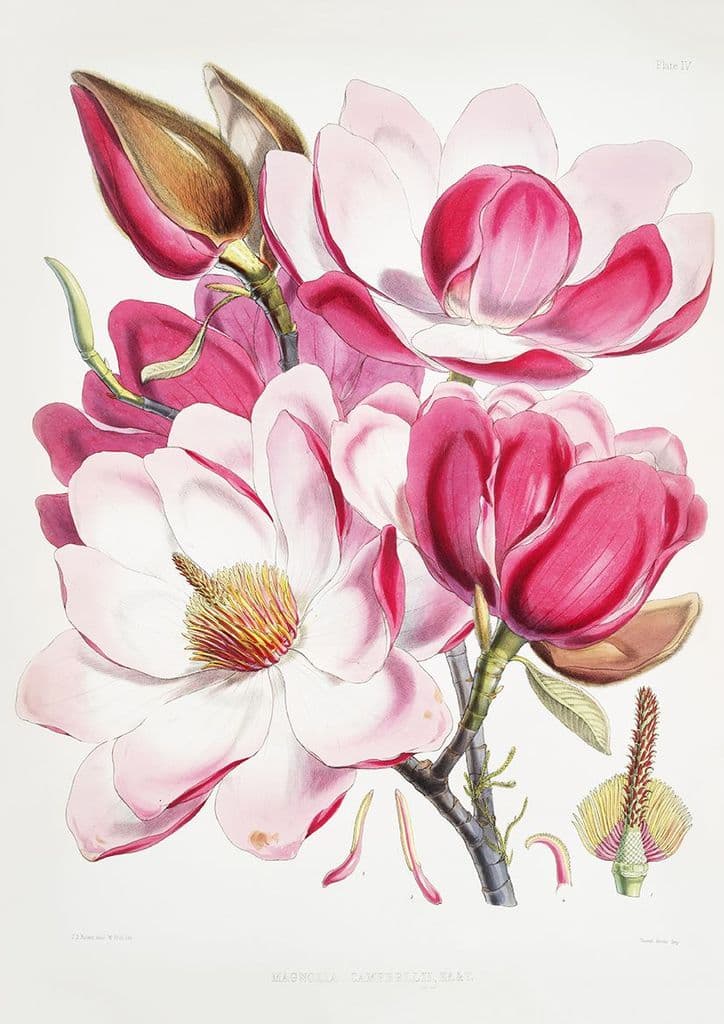Fitch, Walter Hood: Campbell's Magnolia (Magnolia Campbellii). Fine Art Print/Poster (4966)