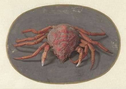 Goes, Jan Augustin van der: Crab. Fine Art Print/Poster. Sizes: A4/A3/A2/A1 (004066)