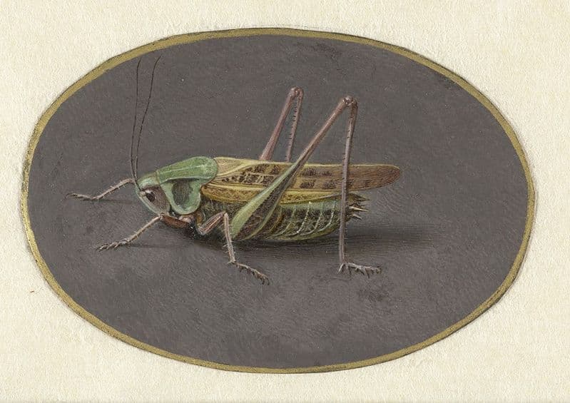 Goes, Jan Augustin van der: Grasshopper. Fine Art Print/Poster. Sizes: A4/A3/A2/A1 (004068)