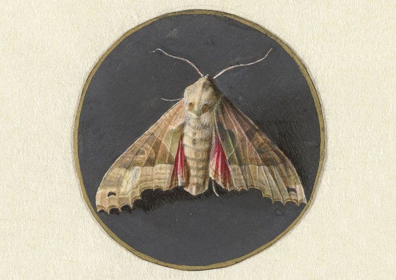 Goes, Jan Augustin van der: Owlet Moth. Fine Art Print/Poster. Sizes: A4/A3/A2/A1 (004067)