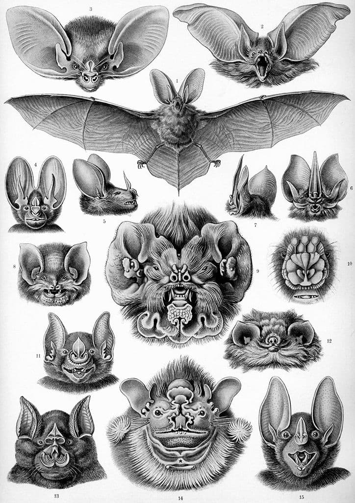 Haeckel Chiroptera, Different Bat Species Print/Poster (4879)