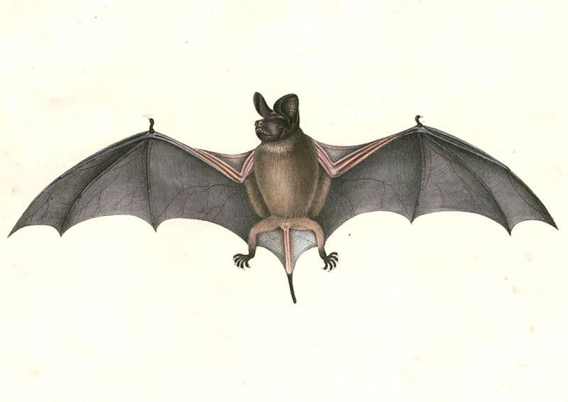 Hardwicke, Thomas: Chaerephon Plicatus, Wrinkle-Lipped Free-Tailed Bat. Fine Art Print/Poster (4907)