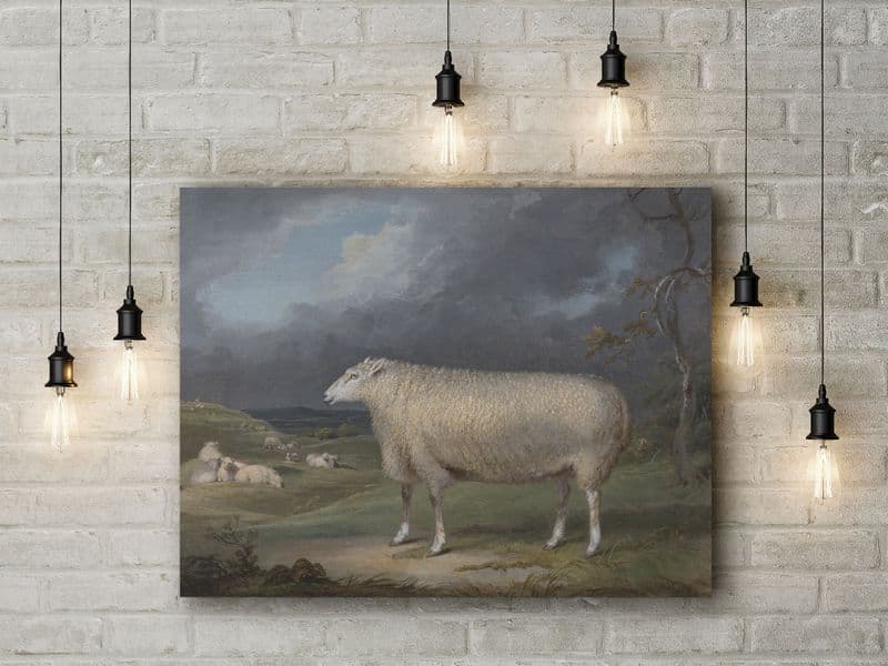 James Ward: A Border Leicester Ewe. Fine Art Canvas.