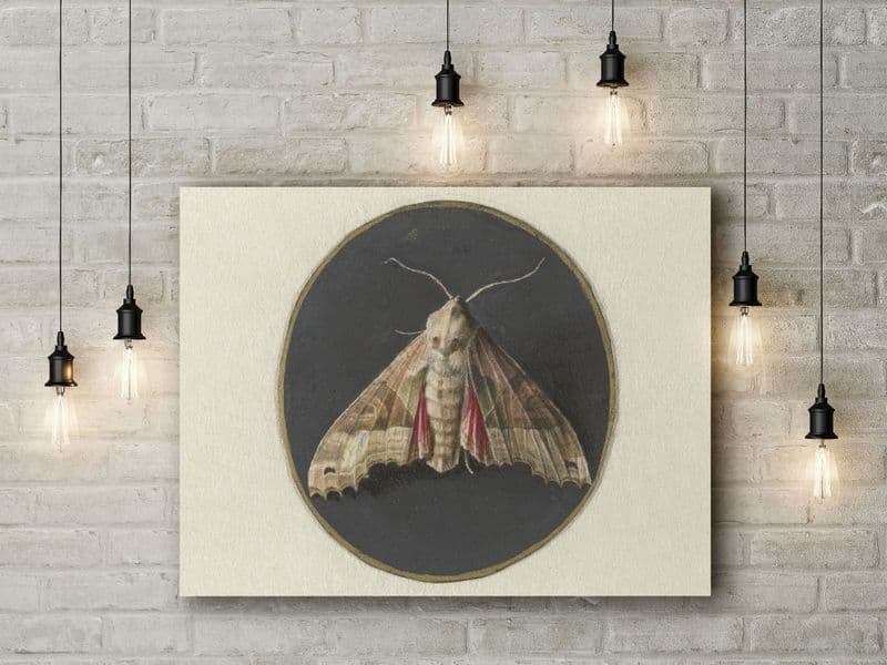 Jan Augustin van der Goes: Owlet Moth. Fine Art Canvas.