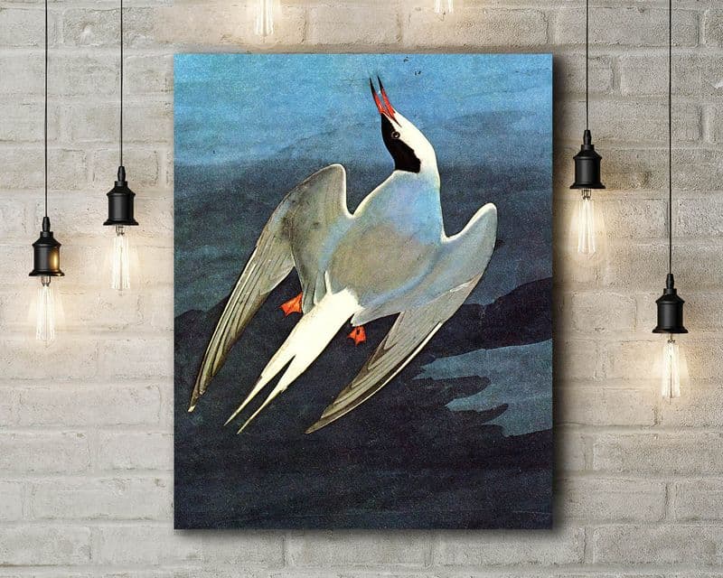 John James Audubon: Arctic Tern. Fine Art Canvas.