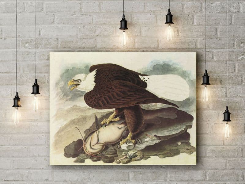 John James Audubon: Bald Eagle 2 . Fine Art Canvas.