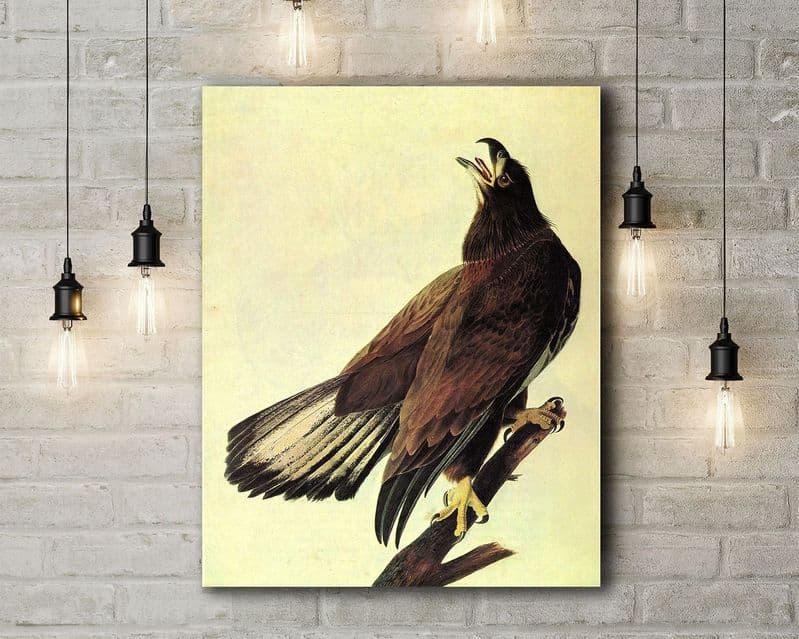 John James Audubon: Bald Eagle. Fine Art Canvas.
