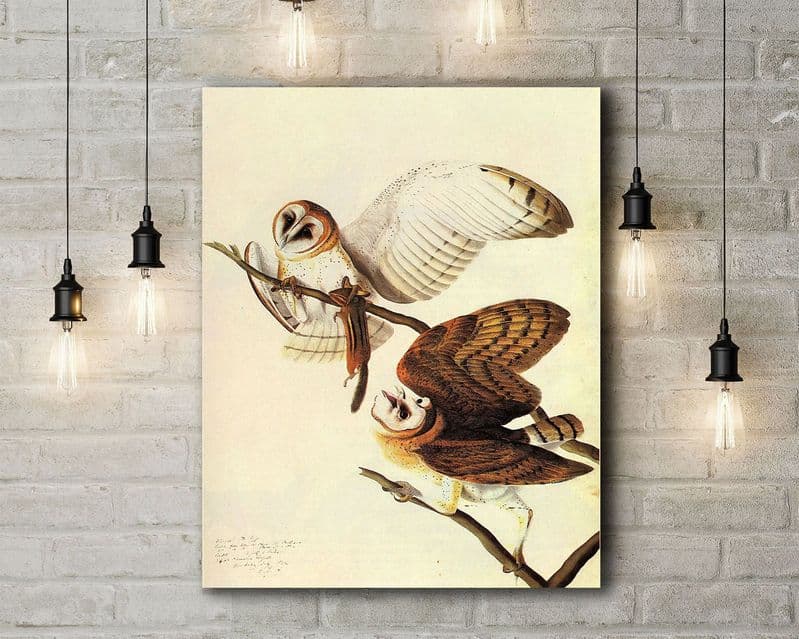 John James Audubon: Barn Owls. Fine Art Canvas.