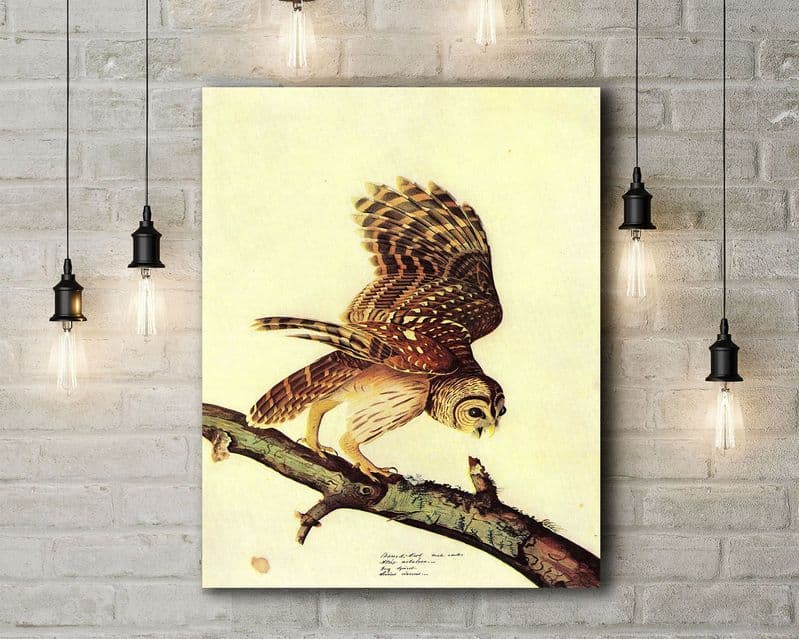 John James Audubon: Barred Owl. Fine Art Canvas.