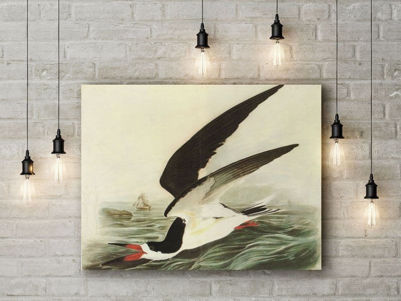 John James Audubon: Black Skimmer. Fine Art Canvas.