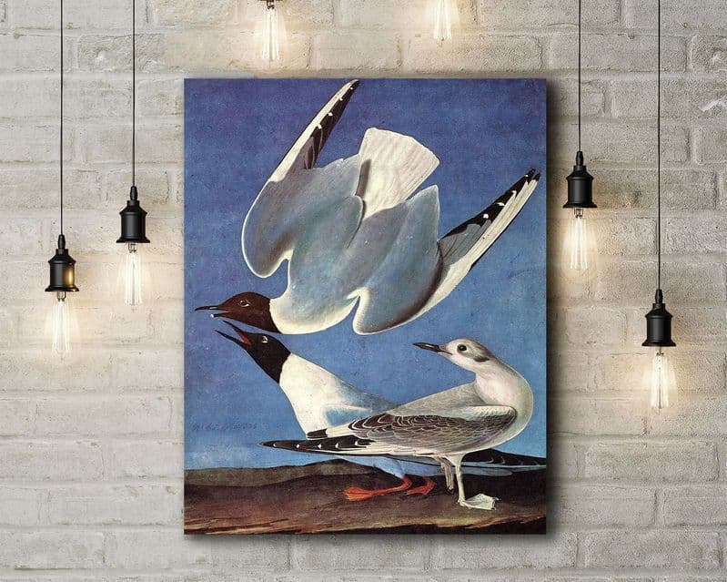 John James Audubon: Bonaparte's Gull. Fine Art Canvas.