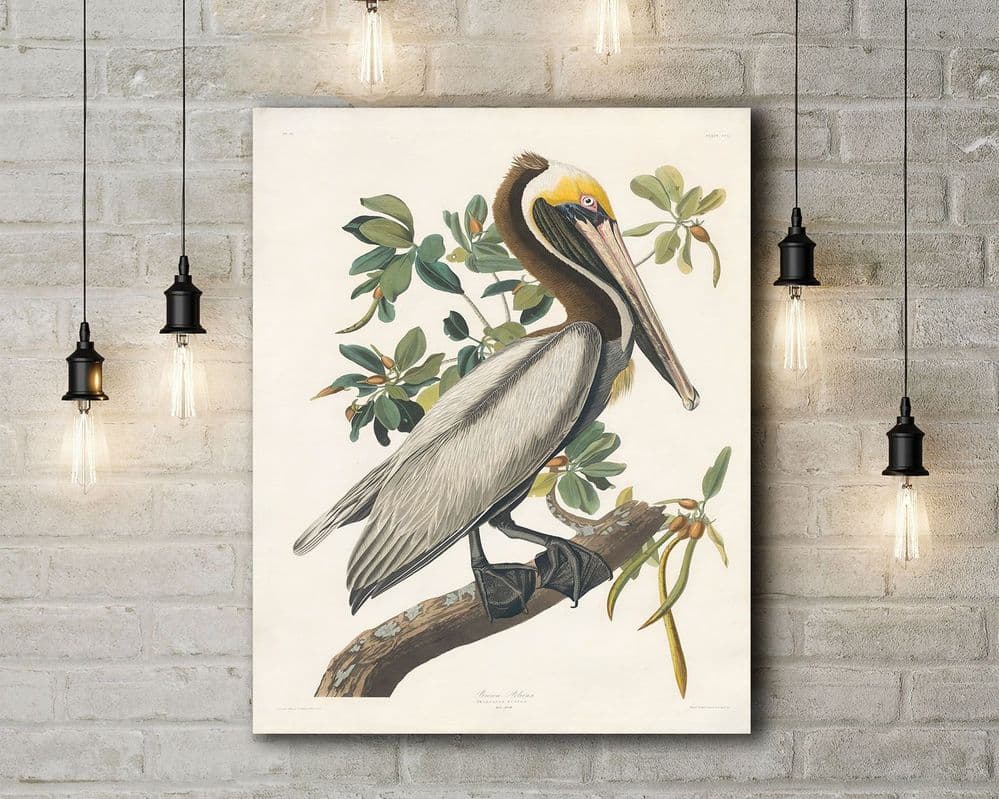 John James Audubon Brown Pelican Fine Art Canvas