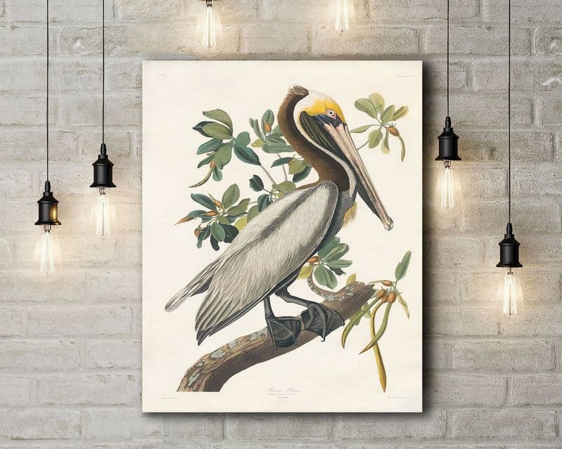 John James Audubon: Brown Pelican. Fine Art Canvas.